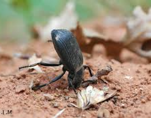 stink beetle